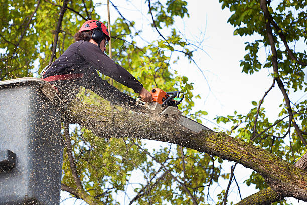 Best Tree Health Inspection  in Yale, OK