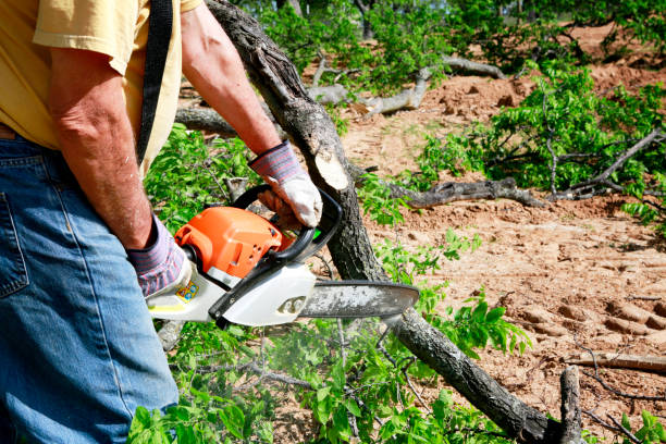 Best Seasonal Cleanup (Spring/Fall)  in Yale, OK