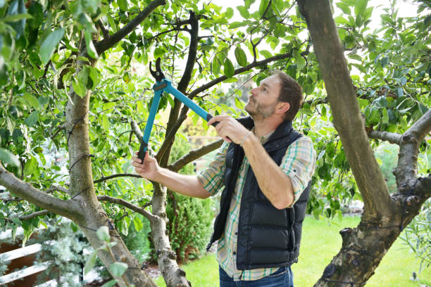 Best Tree Trimming and Pruning  in Yale, OK